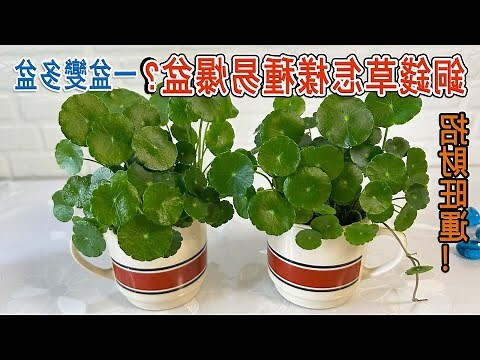 圓葉椒草 金錢樹